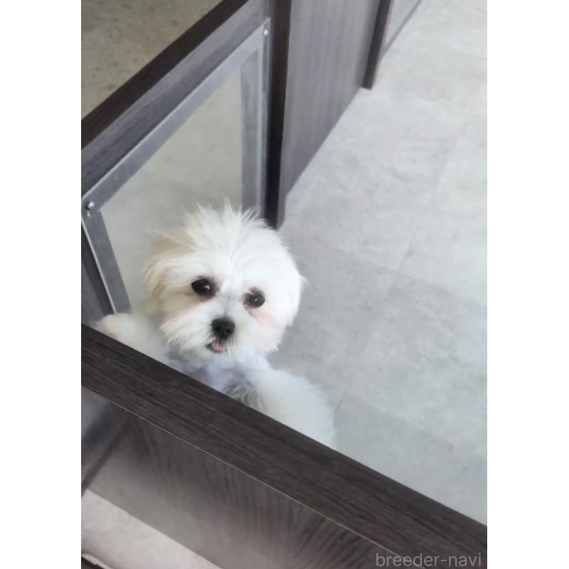 商談中の福岡県のミックス犬-424001の2枚目