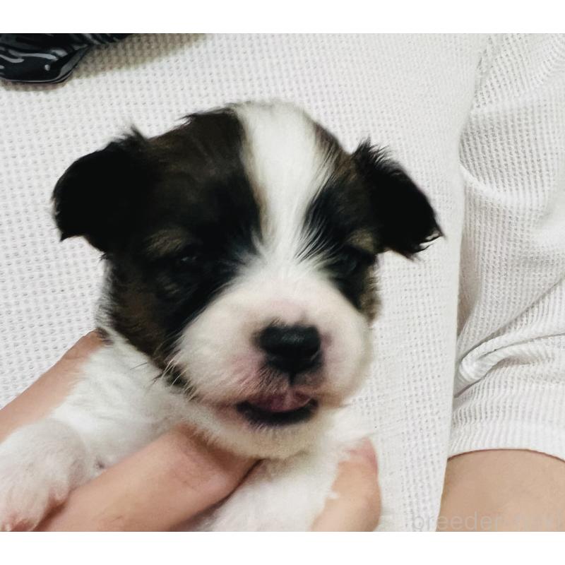 販売中の埼玉県のパピヨン-445038の12枚目