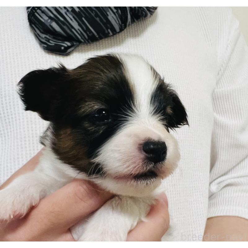 販売中の埼玉県のパピヨン-445038の11枚目