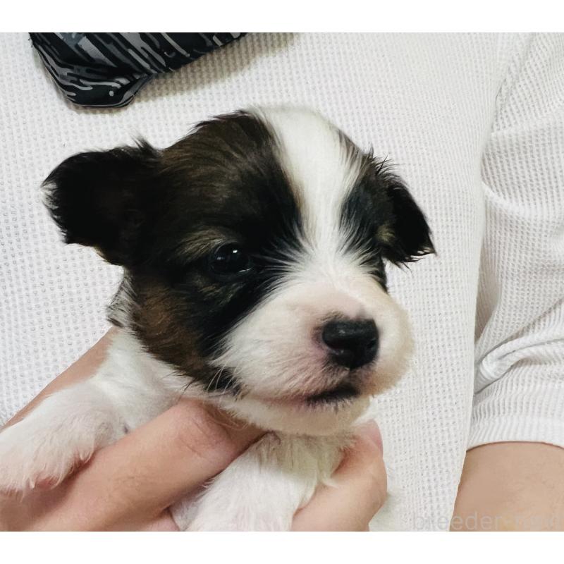 販売中の埼玉県のパピヨン-445038の10枚目