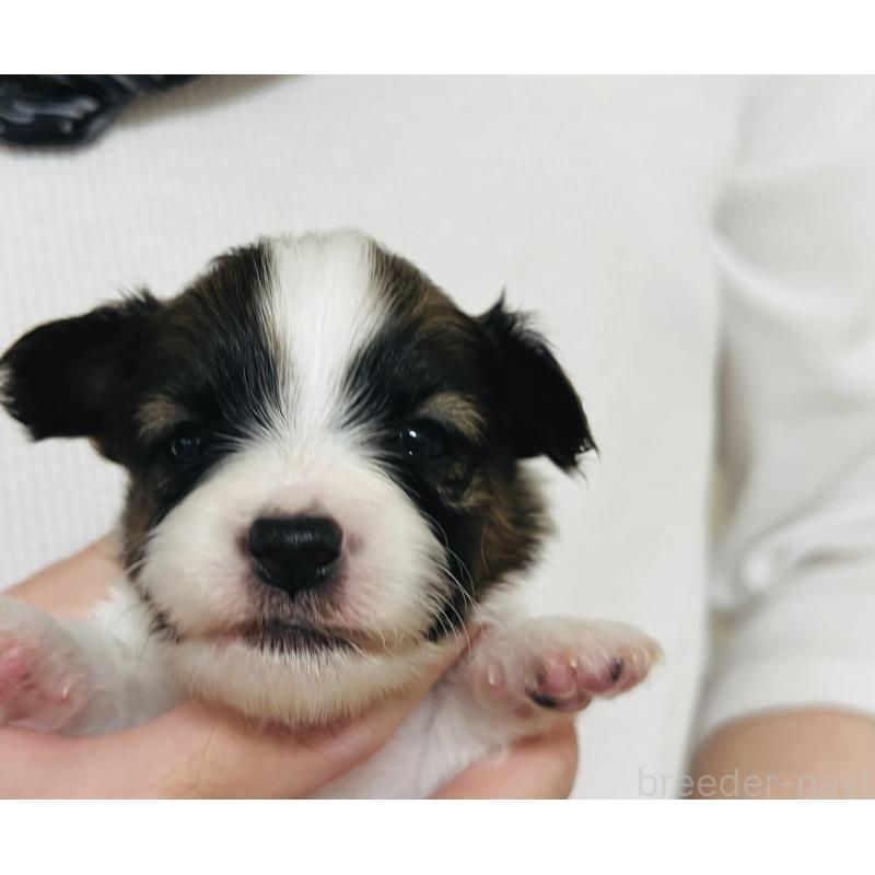 販売中の埼玉県のパピヨン-445038の9枚目