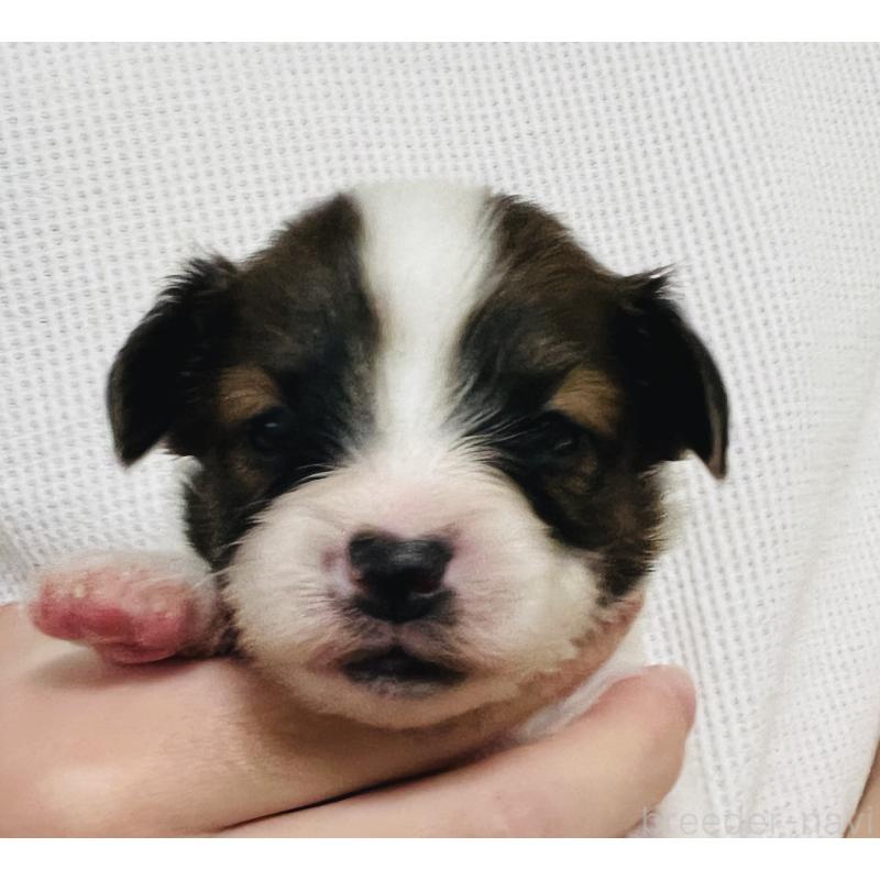 販売中の埼玉県のパピヨン-445037の11枚目