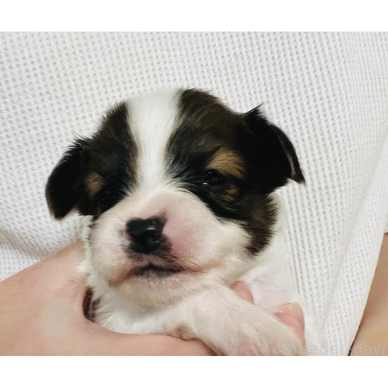 販売中の埼玉県のパピヨン-445037の9枚目