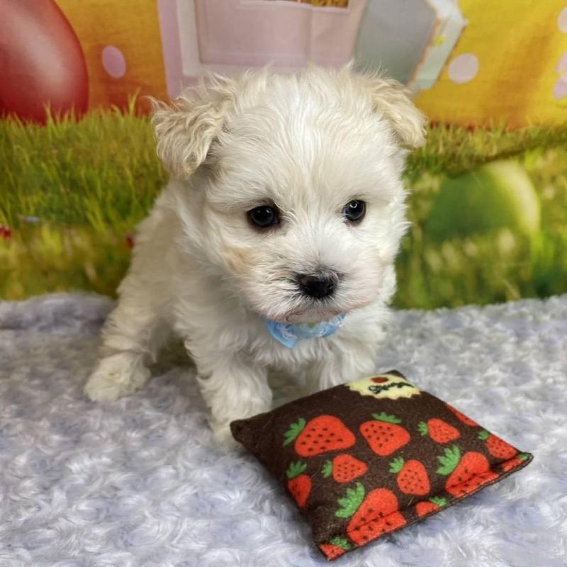 成約済の神奈川県のマルプー:マルチーズ×トイプードル-442212の4枚目