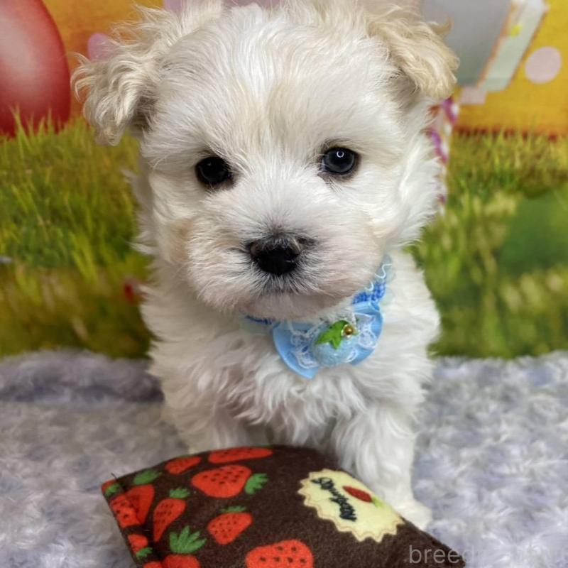 成約済の神奈川県のマルプー:マルチーズ×トイプードル-442212の3枚目