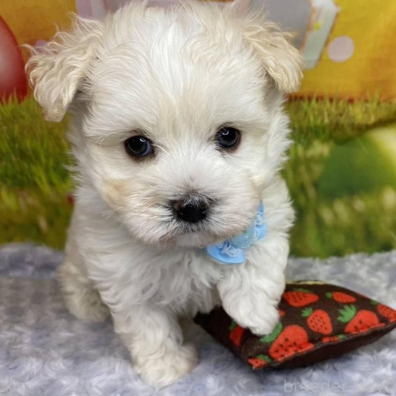 成約済の神奈川県のマルプー:マルチーズ×トイプードル-442212の2枚目