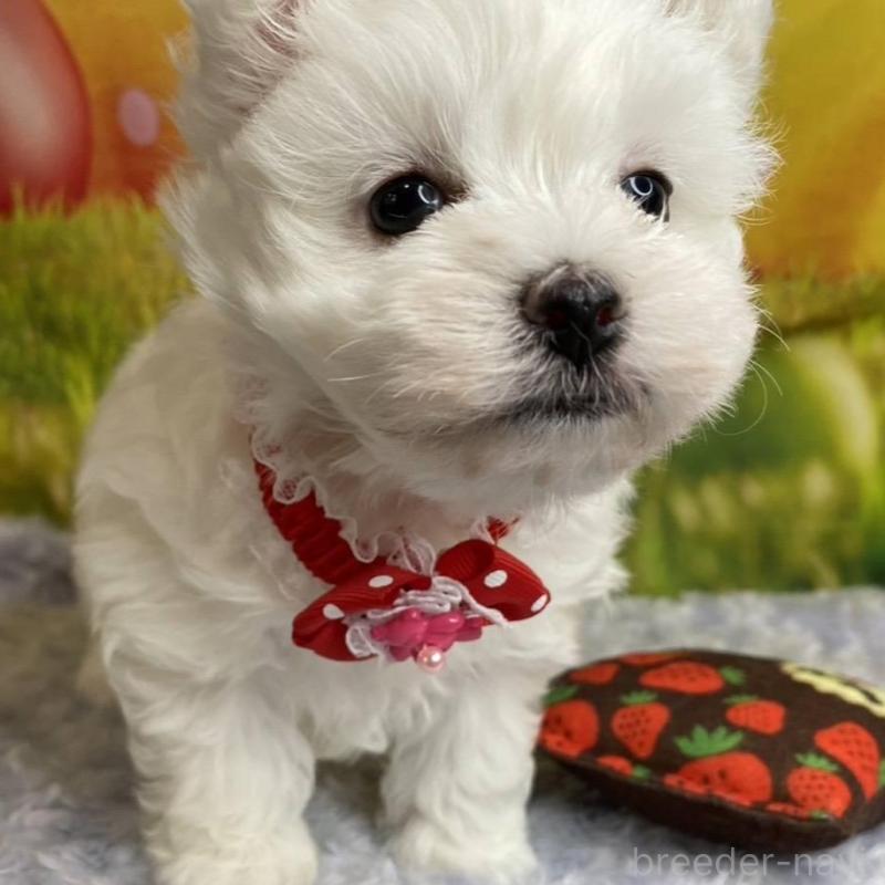 販売中の神奈川県のマルプー:マルチーズ×トイプードル-442195の15枚目