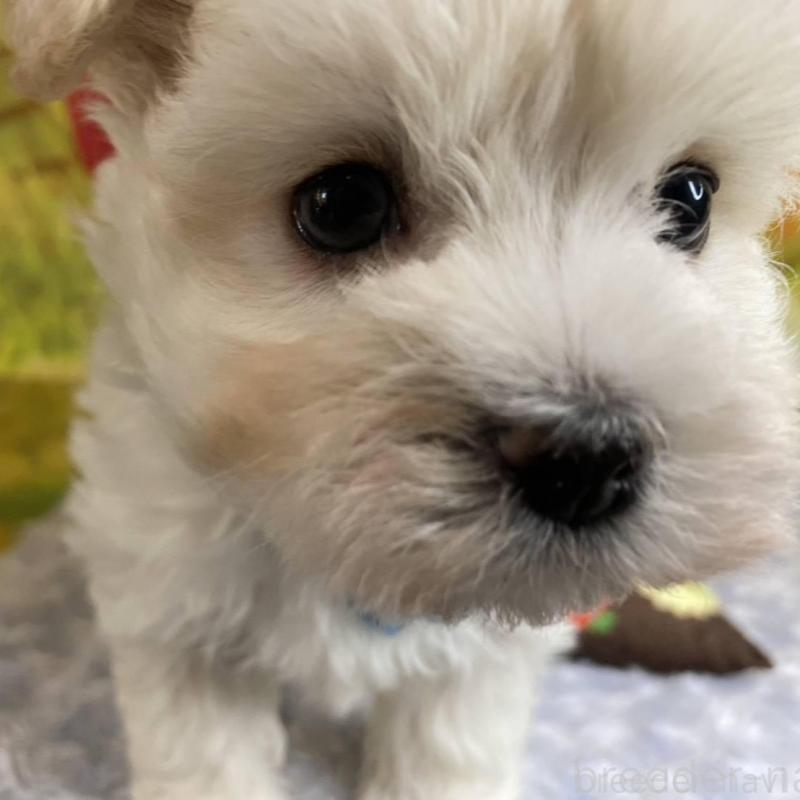 販売中の神奈川県のマルプー:マルチーズ×トイプードル-442195の13枚目