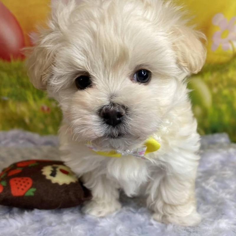 成約済の神奈川県のマルプー:マルチーズ×トイプードル-442177の11枚目