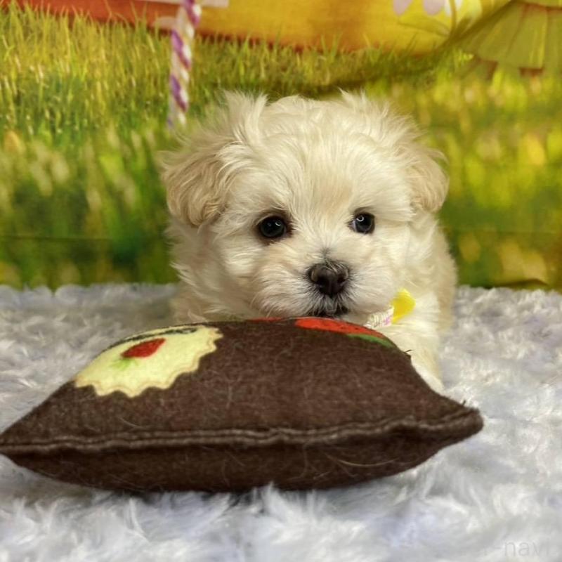 成約済の神奈川県のマルプー:マルチーズ×トイプードル-442177の10枚目