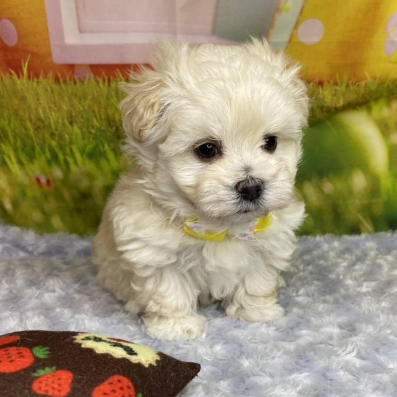 成約済の神奈川県のマルプー:マルチーズ×トイプードル-442177の9枚目