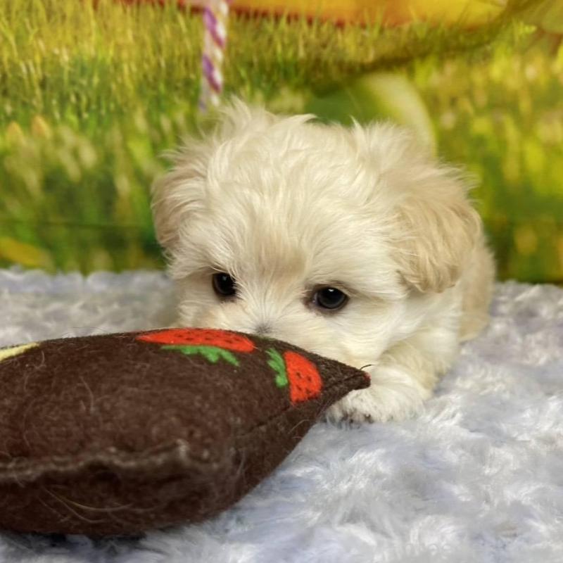 成約済の神奈川県のマルプー:マルチーズ×トイプードル-442177の7枚目