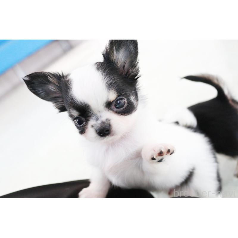 成約済の京都府のチワワ(ロングコート)-441304の8枚目