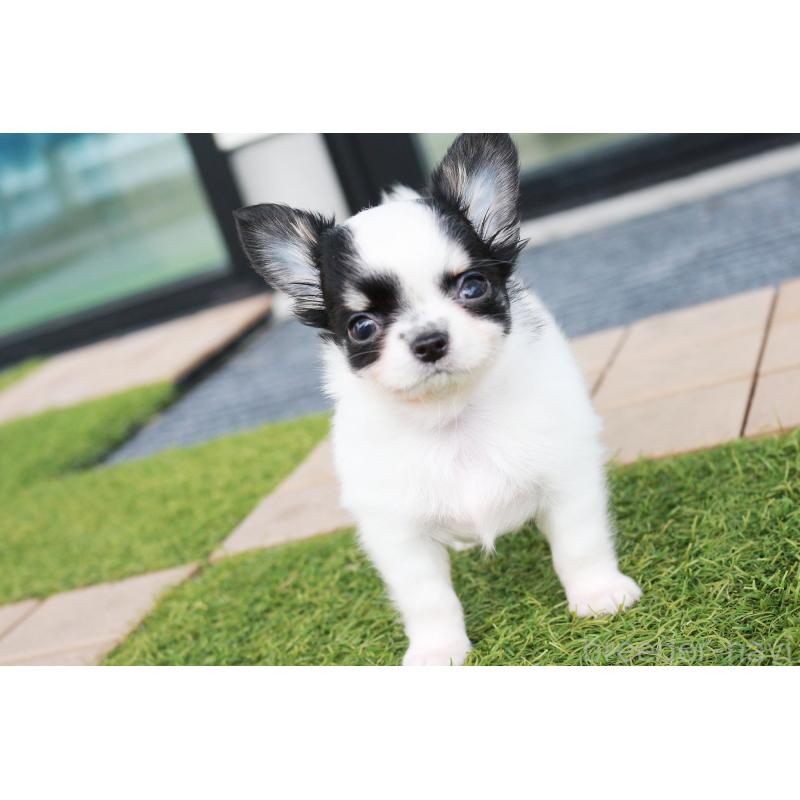 成約済の京都府のチワワ(ロングコート)-441304の7枚目