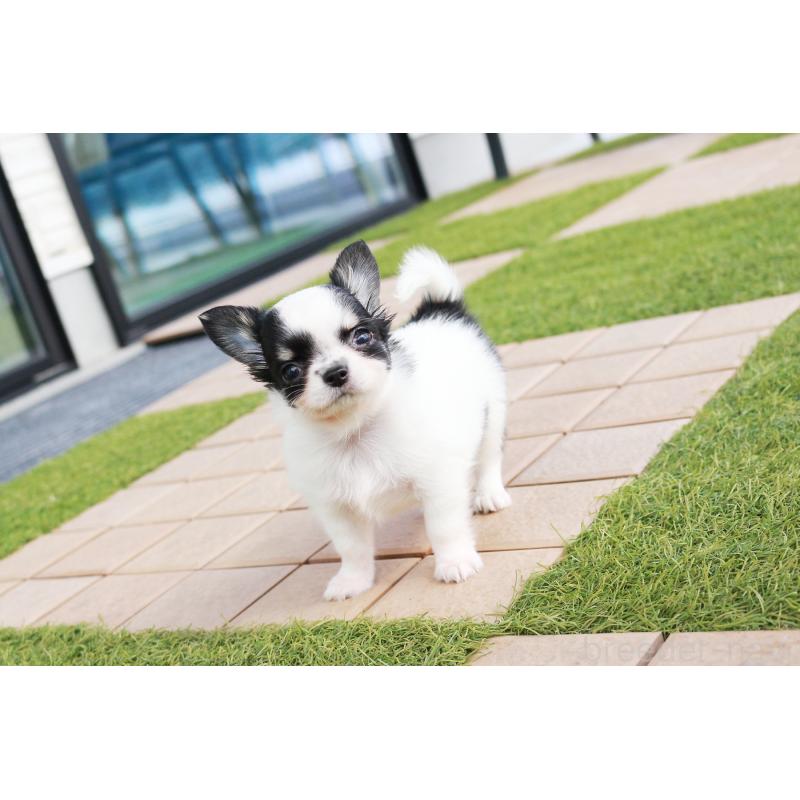 成約済の京都府のチワワ(ロングコート)-441304の6枚目