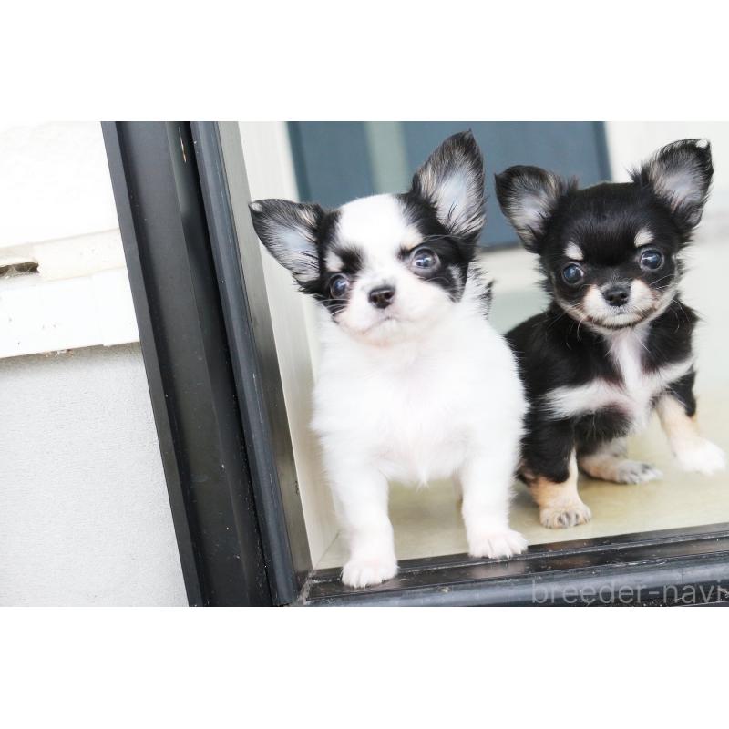 成約済の京都府のチワワ(ロングコート)-441304の5枚目