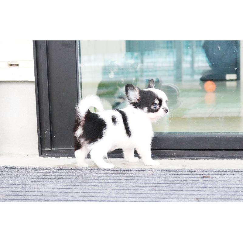 成約済の京都府のチワワ(ロングコート)-441304の4枚目