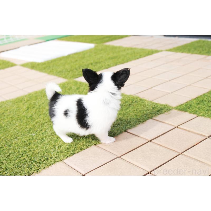 成約済の京都府のチワワ(ロングコート)-441304の3枚目