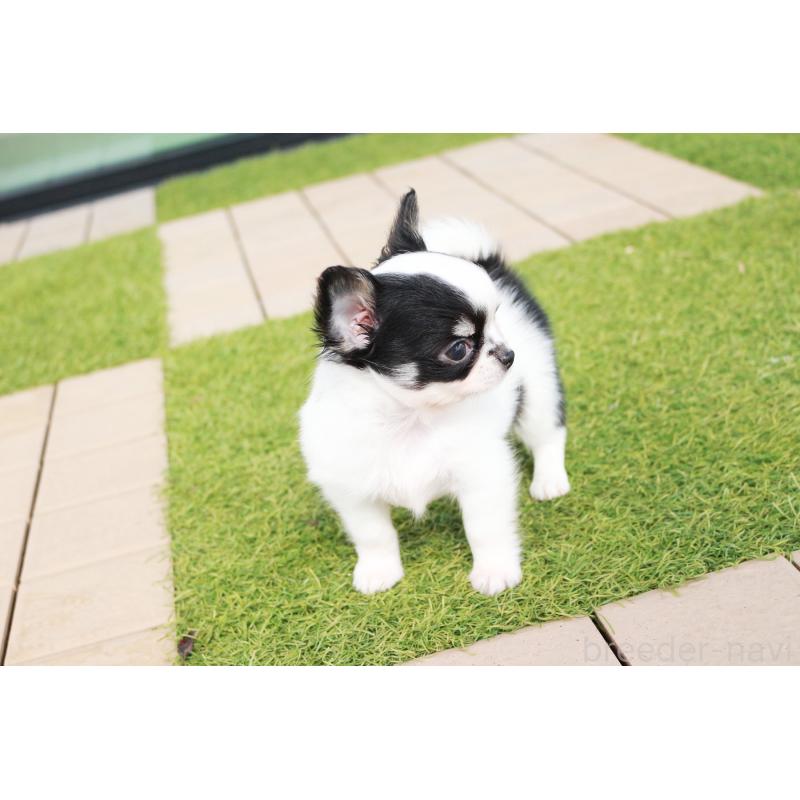 成約済の京都府のチワワ(ロングコート)-441304の2枚目