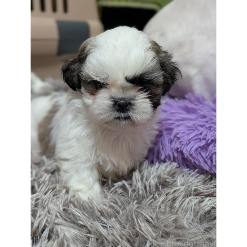 販売中の愛知県のシーズー-443121の12枚目