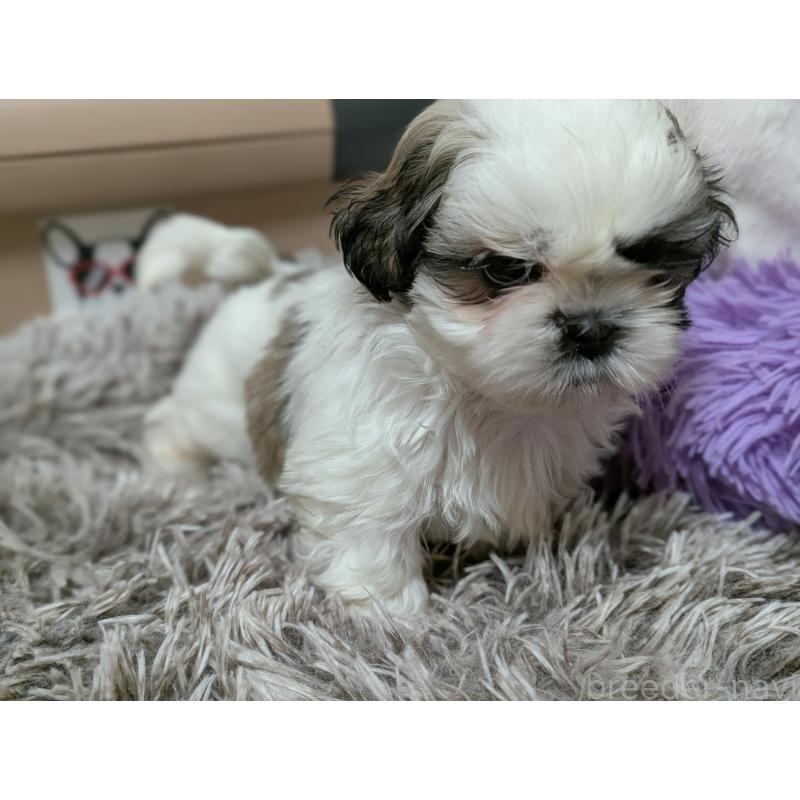 販売中の愛知県のシーズー-443121の11枚目