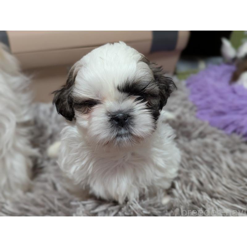 販売中の愛知県のシーズー-443121の10枚目