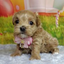 ♀︎マルプー:マルチーズ×トイプードル