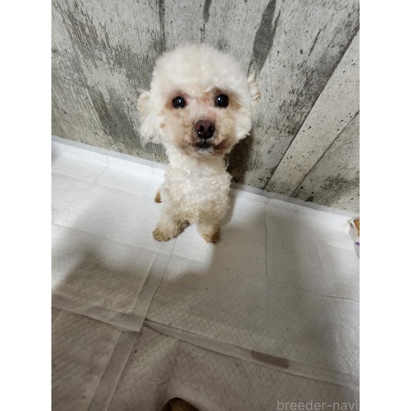 販売中の北海道のティーカッププードル-385837の6枚目