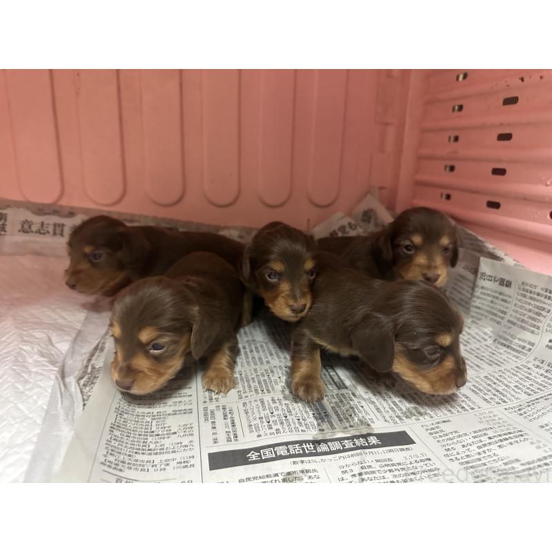 成約済の熊本県のミニチュアダックスフンド(ロングヘアード)-442338の7枚目