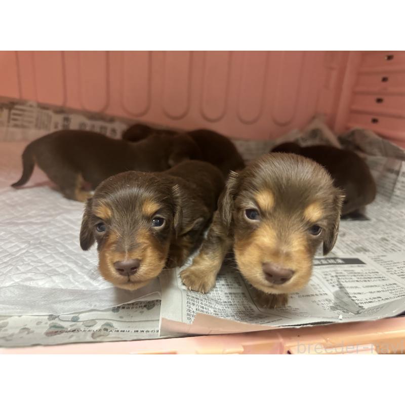 成約済の熊本県のミニチュアダックスフンド(ロングヘアード)-442337の4枚目