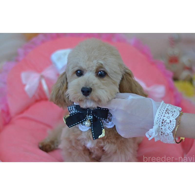 販売中の埼玉県のミックス犬-413224の20枚目