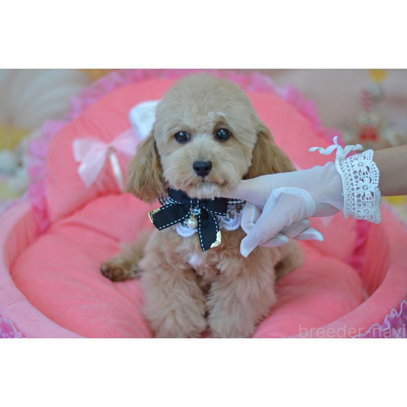 販売中の埼玉県のミックス犬-413224の19枚目