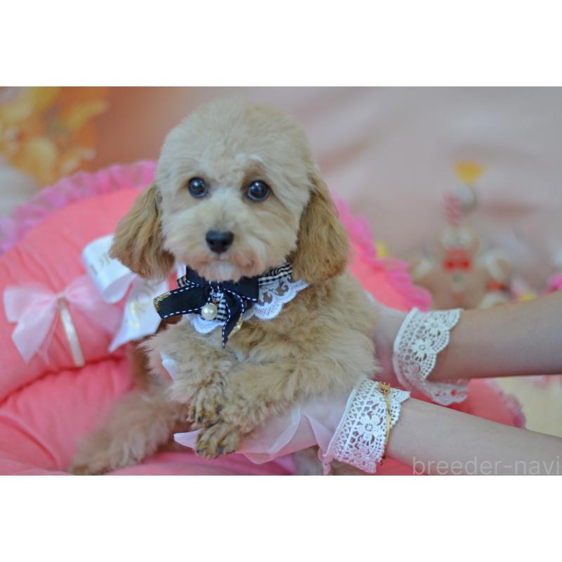 販売中の埼玉県のミックス犬-413224の18枚目