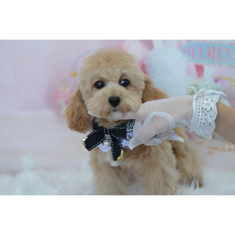 販売中の埼玉県のミックス犬-413224の17枚目