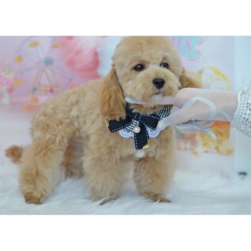 販売中の埼玉県のミックス犬-413224の16枚目