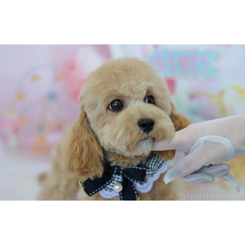 販売中の埼玉県のミックス犬-413224の15枚目