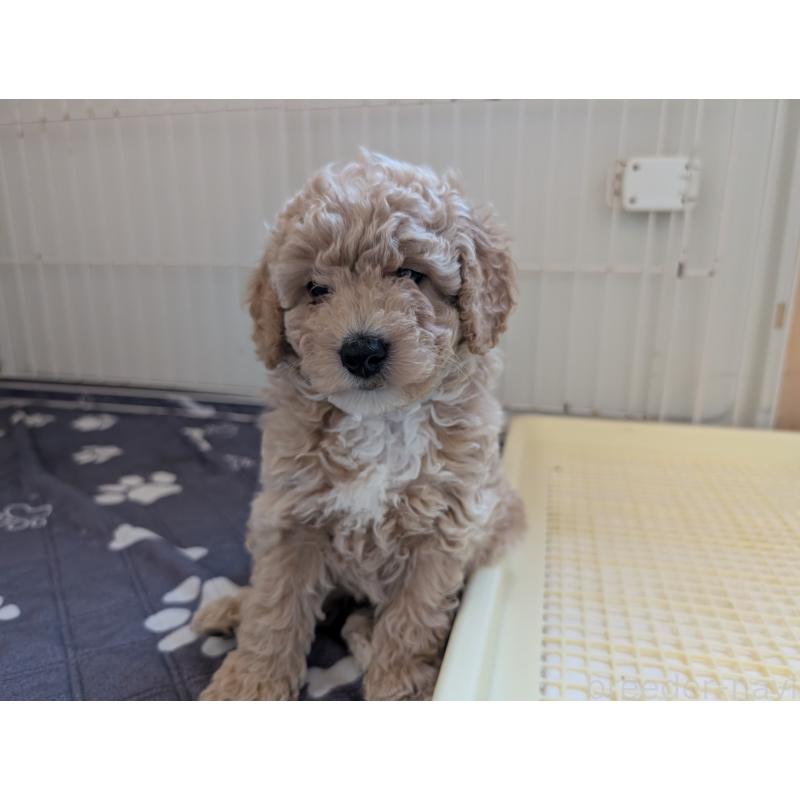 成約済の千葉県のミディアムプードル-444343の7枚目