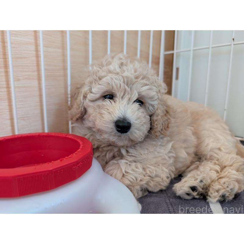 成約済の千葉県のミディアムプードル-442813の7枚目