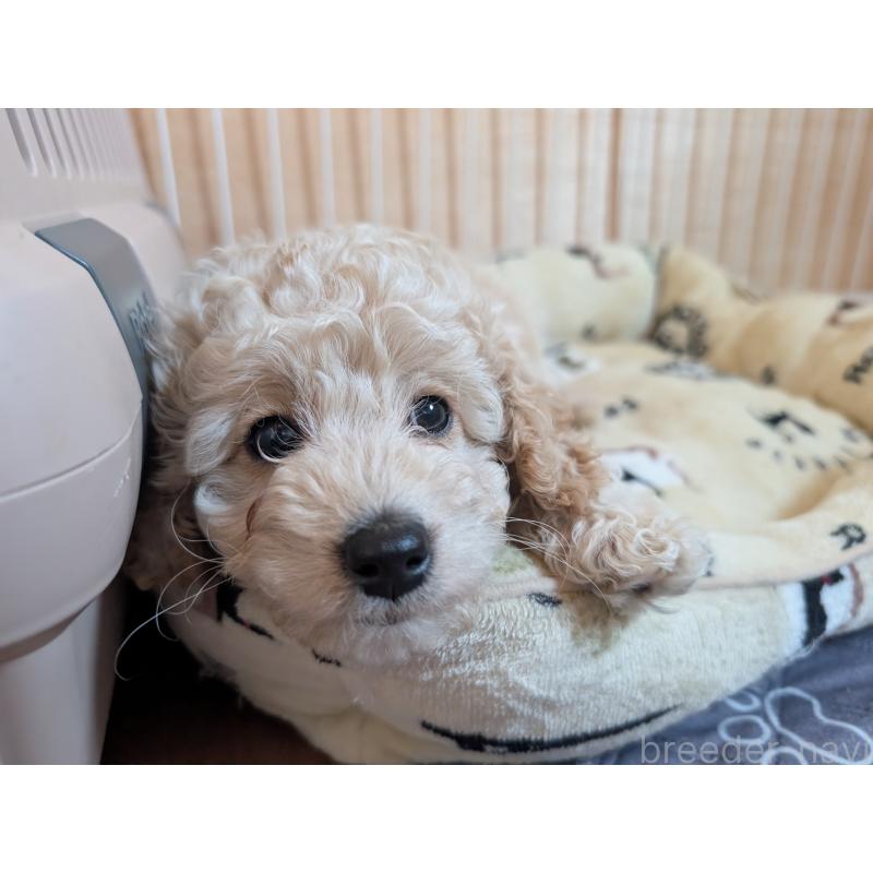 販売中の千葉県のミディアムプードル-442812の7枚目