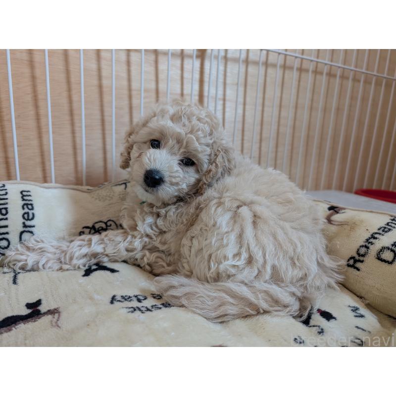 販売中の千葉県のミディアムプードル-442812の6枚目