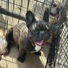 ♀︎フレンチブルドッグ