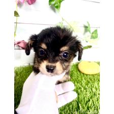 ♀︎チワックス:チワワ×ミニチュアダックスフンド