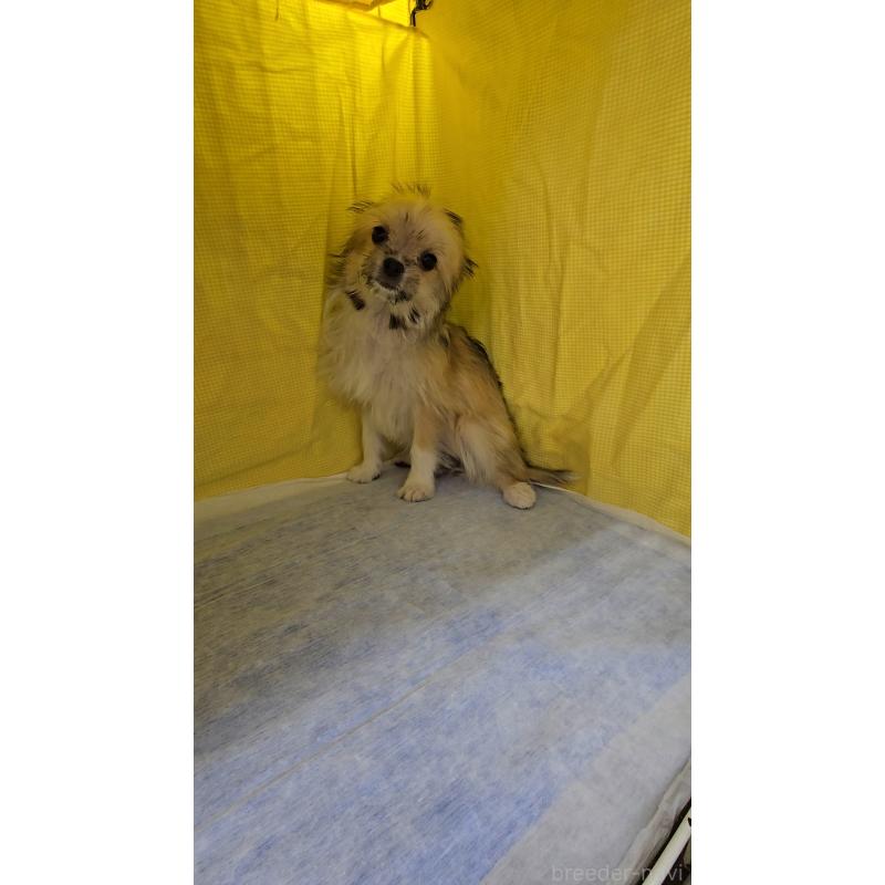 販売中の東京都のチワマル:チワワ×マルチーズ-434386の2枚目