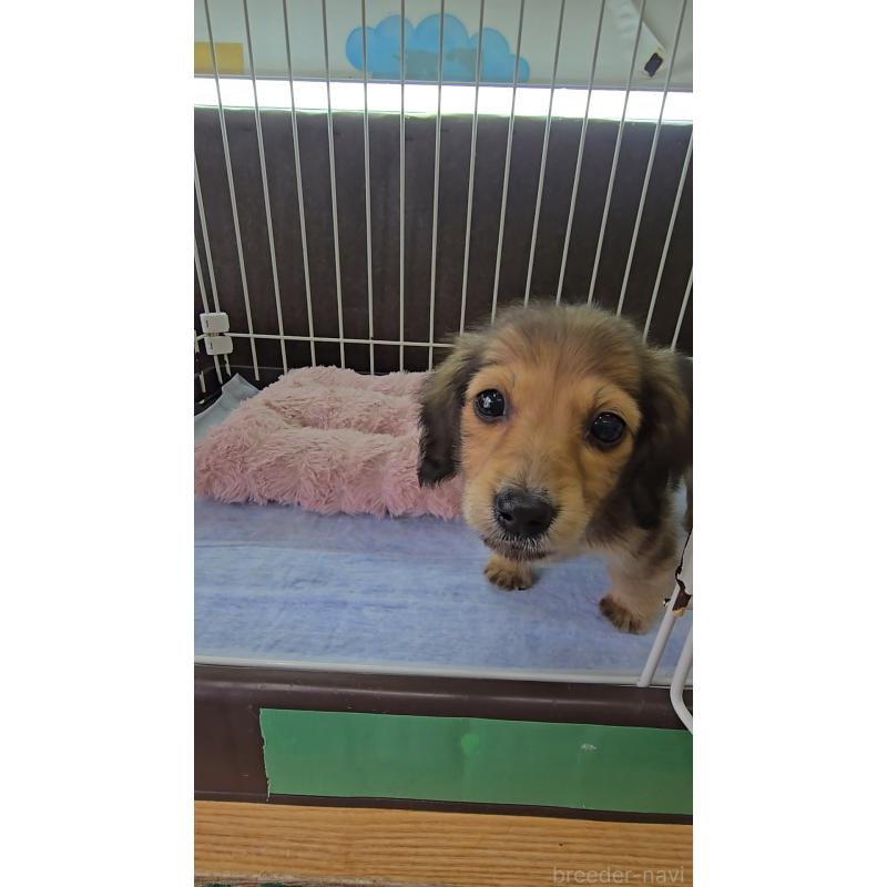 成約済の東京都のミニチュアダックスフンド(ロングヘアード)-444901の3枚目