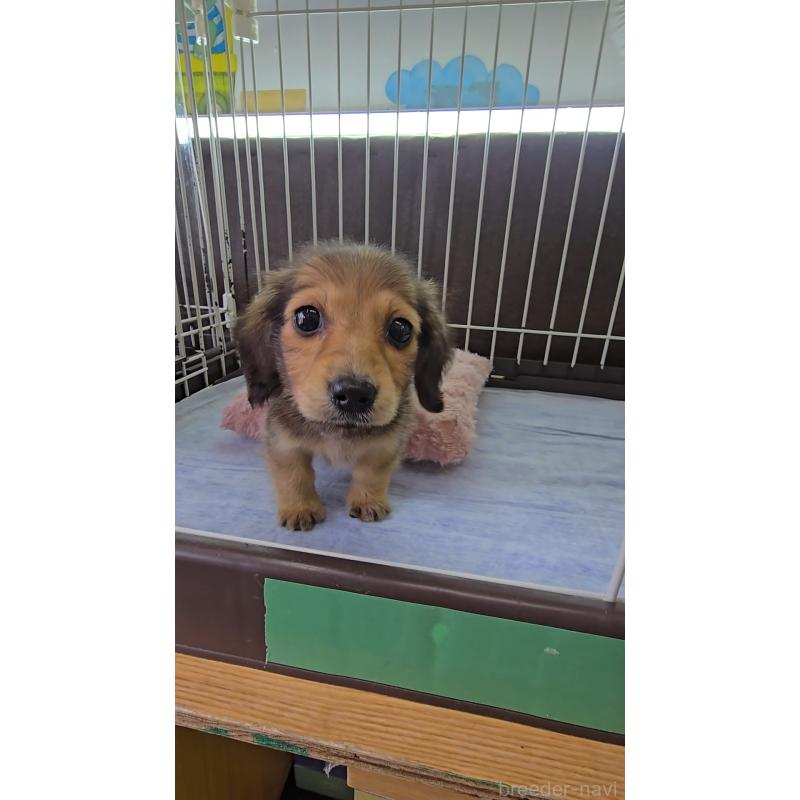 成約済の東京都のミニチュアダックスフンド(ロングヘアード)-444901の2枚目