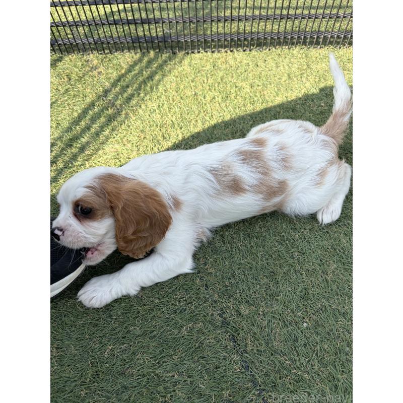 販売中の岡山県のキャバリアキングチャールズスパニエル-441489の4枚目