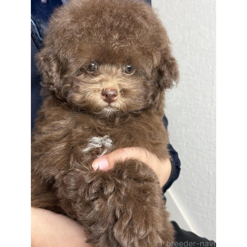 販売中の大阪府のタイニープードル-444570の15枚目