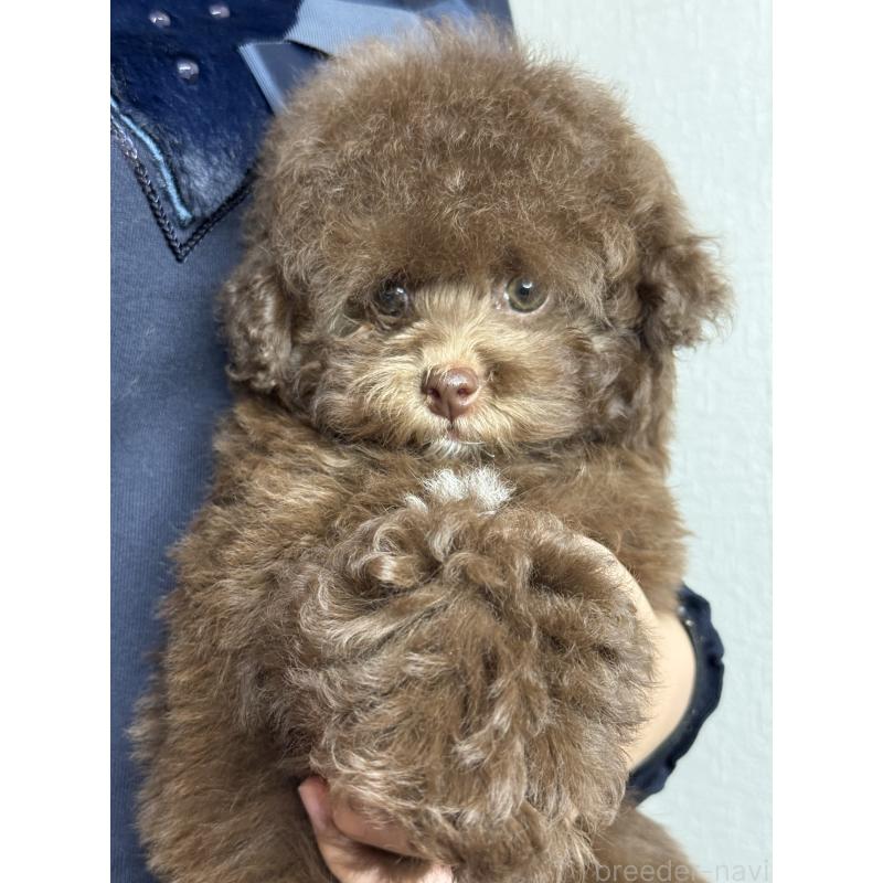 販売中の大阪府のタイニープードル-444570の14枚目