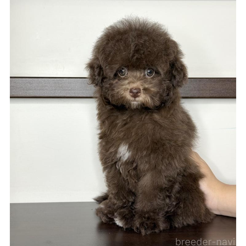 販売中の大阪府のタイニープードル-444570の13枚目