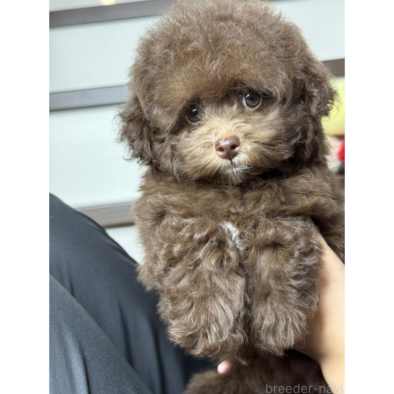 販売中の大阪府のタイニープードル-444570の12枚目